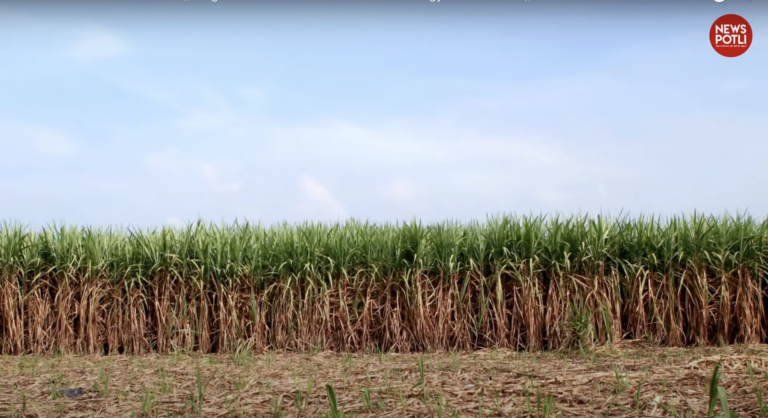 गन्ने की खेती